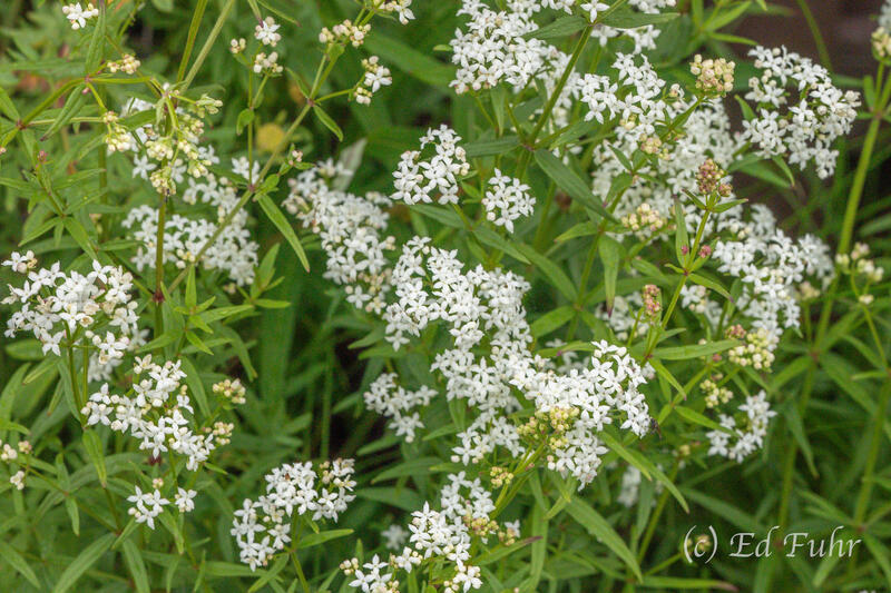 Dicots