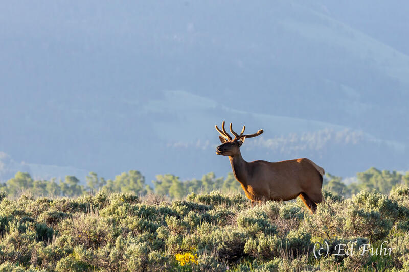 Morning Watch
