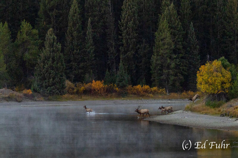 Where the Elk Cross