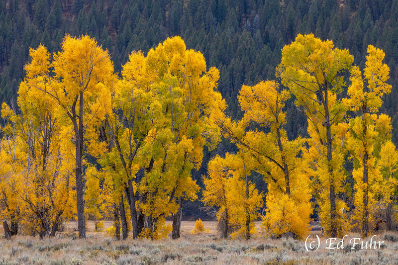 My Cottonwoods