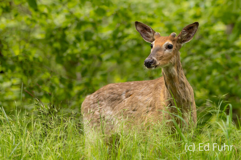 Young Buck