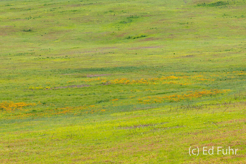The Meadow