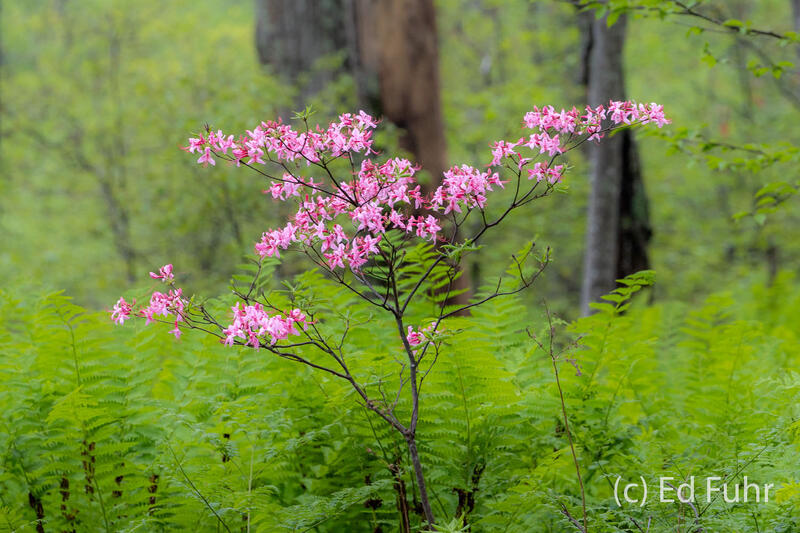 Spring Azalea 