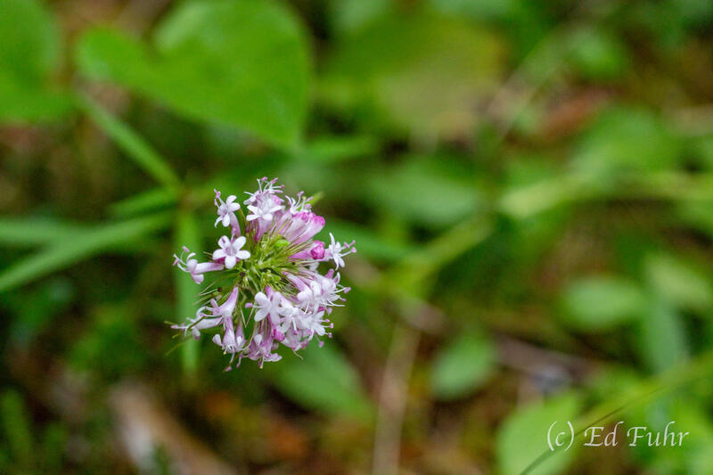 Northern Valerian