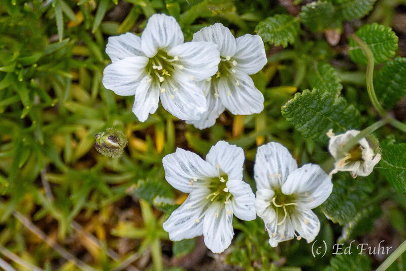 Alpine Brook Saxifrage