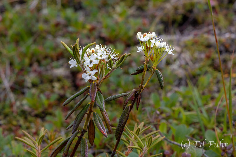 Labrador Tea