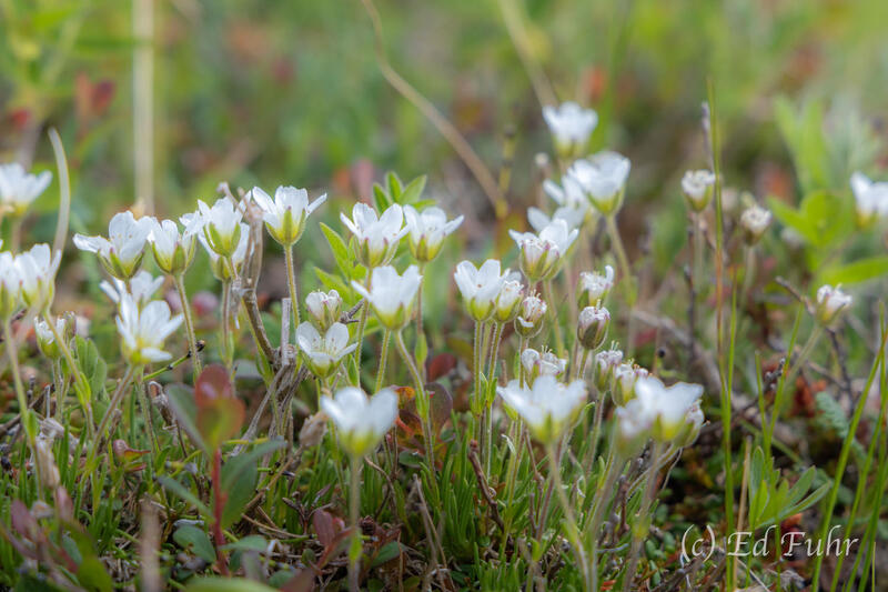 Ross's Sandwort