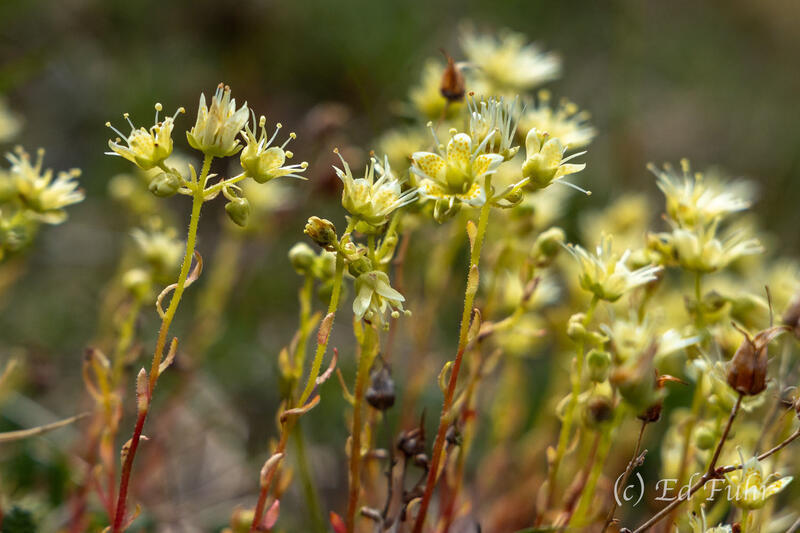 Alpine Saxifrage