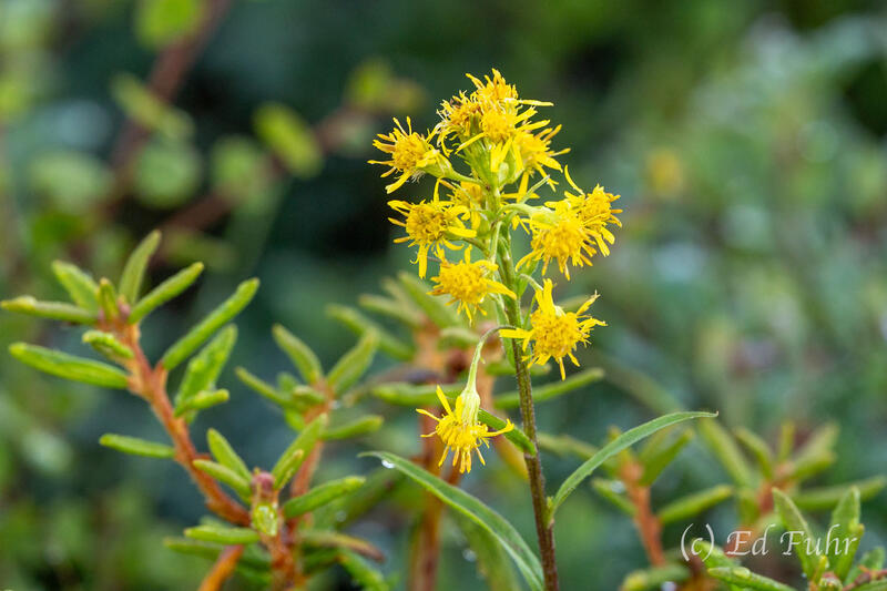 Alpine Goldenrod