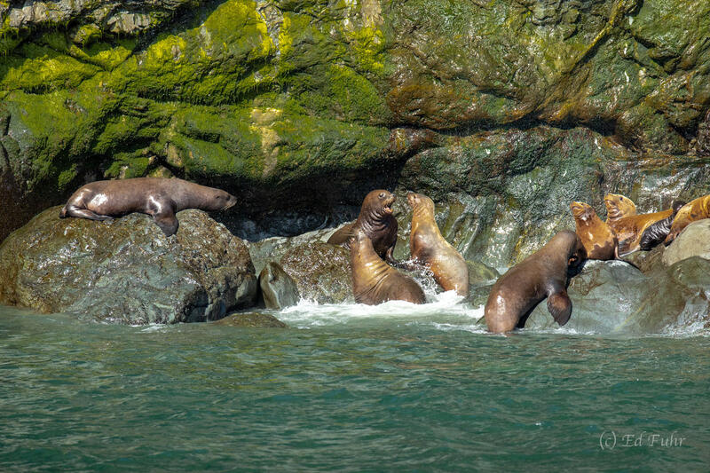 Seal Colony in Prince William Sound