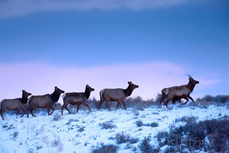 Elk on the Move