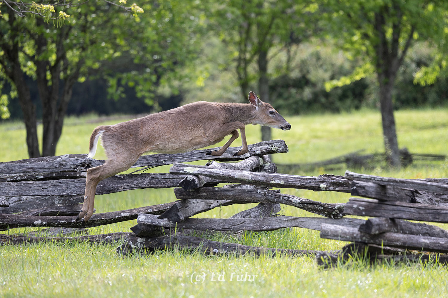 The day is advancing and it is time for this doe to leave the meadows for the cool and protection of the nearby forest.