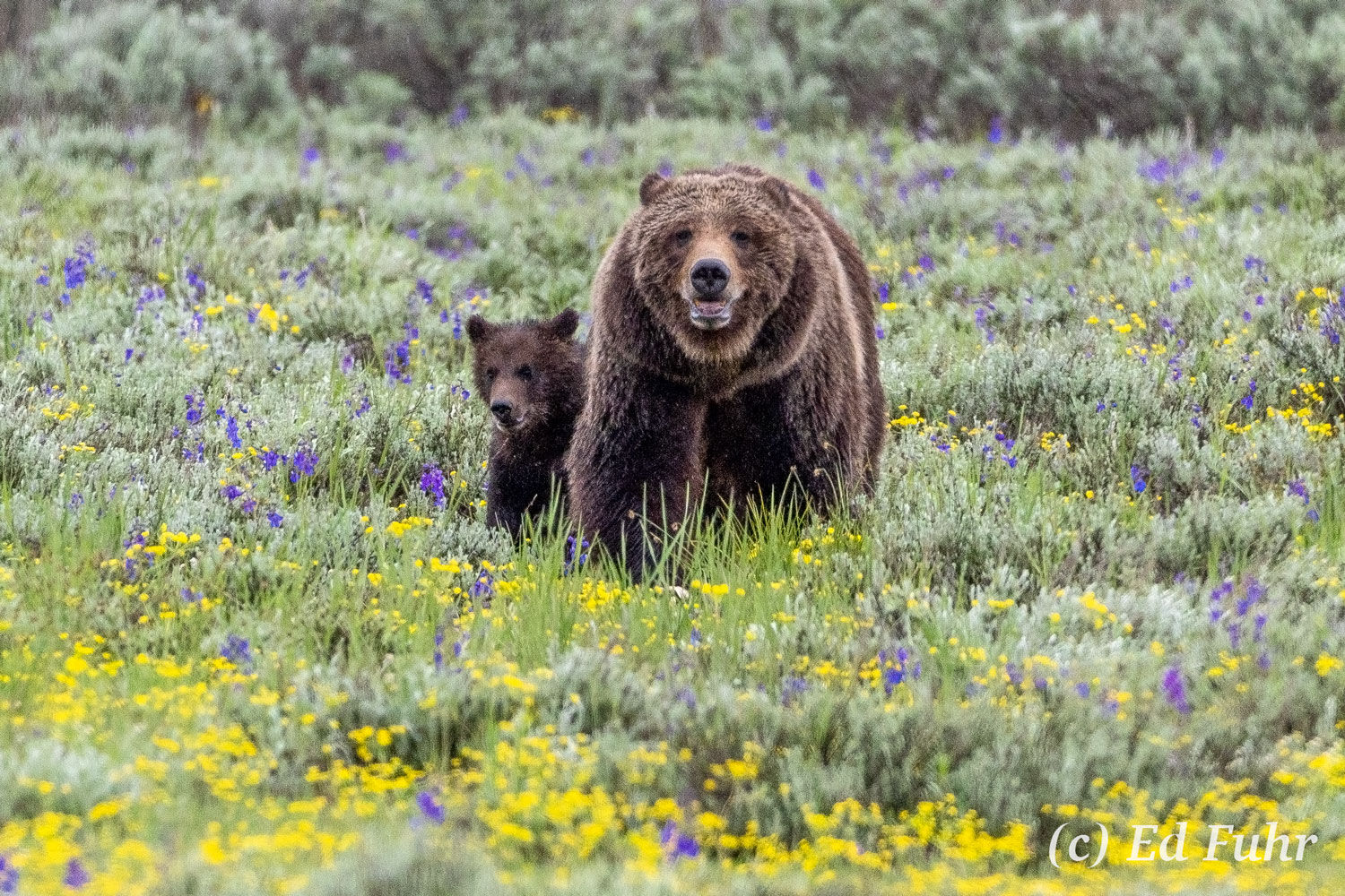 Grizzly 399 emerges this Spring with a new cub in tow, following sets of three and four.  At 27 years old, she is the oldest...