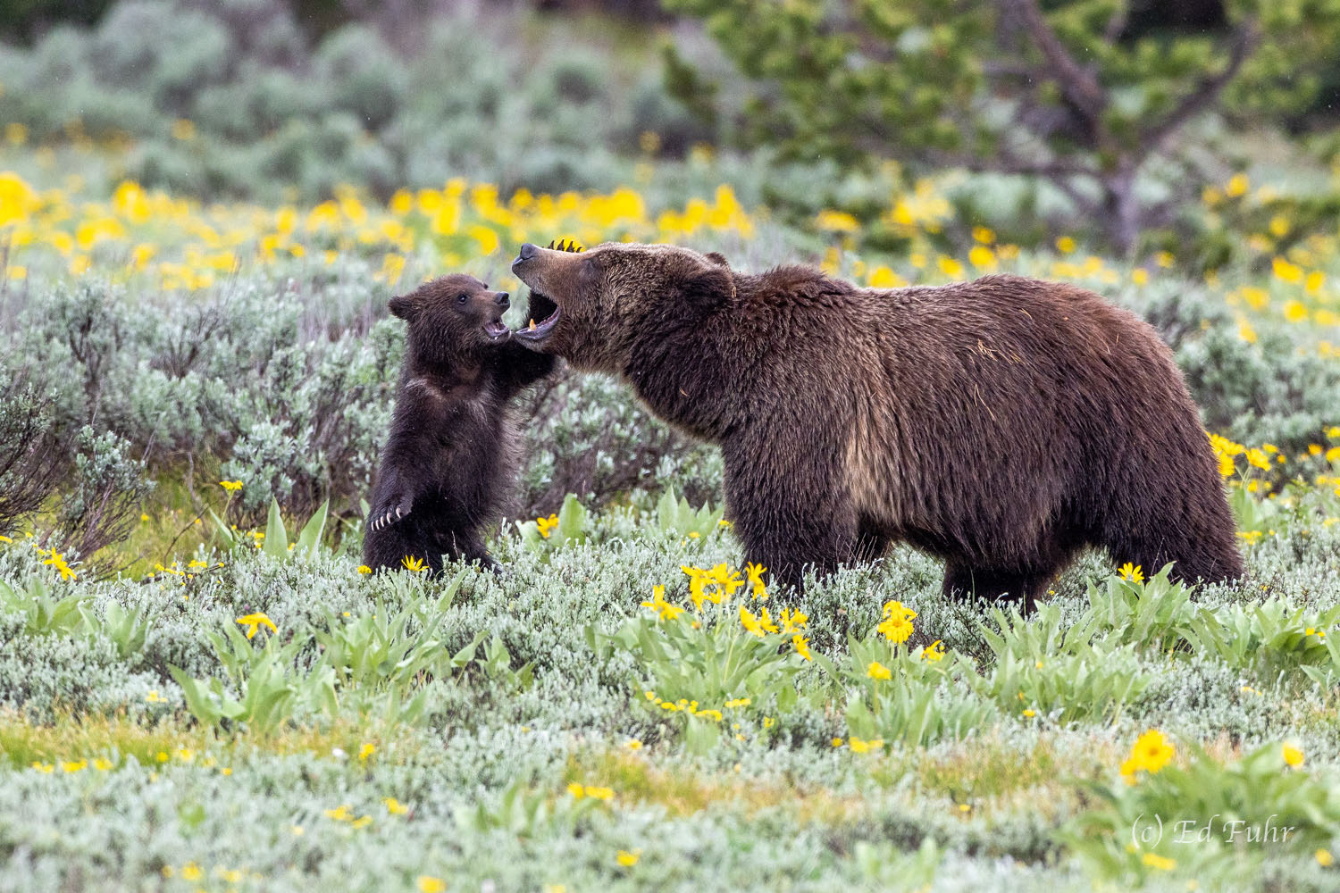Eye to Eye Nothing epitomizes the great wild spaces in our land like the grizzly bear, especially when you can see them in flower-covered...