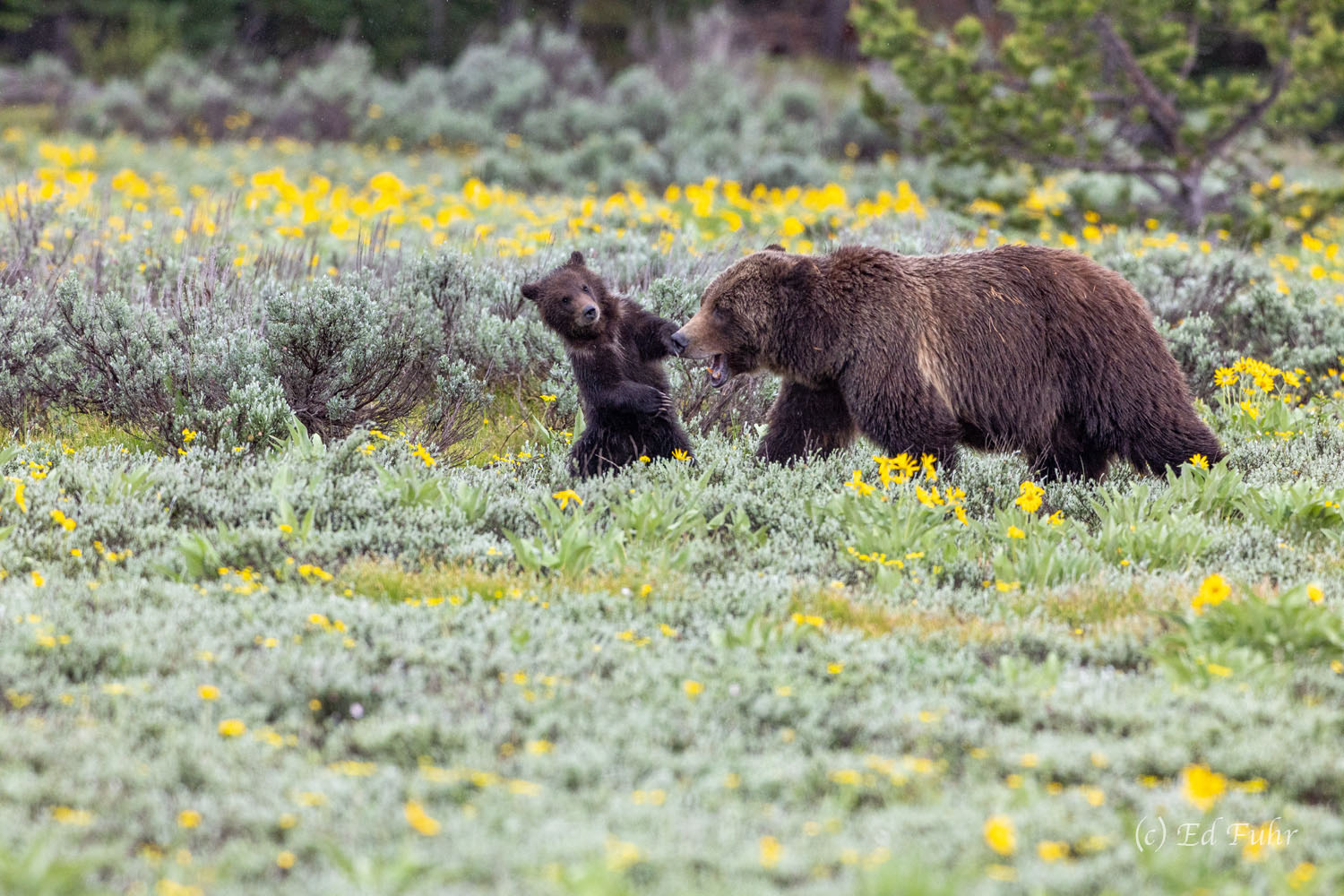 With a single cub, grizzly 399 seems to spend more time socializing and playing with her cub than in prior years when she has...