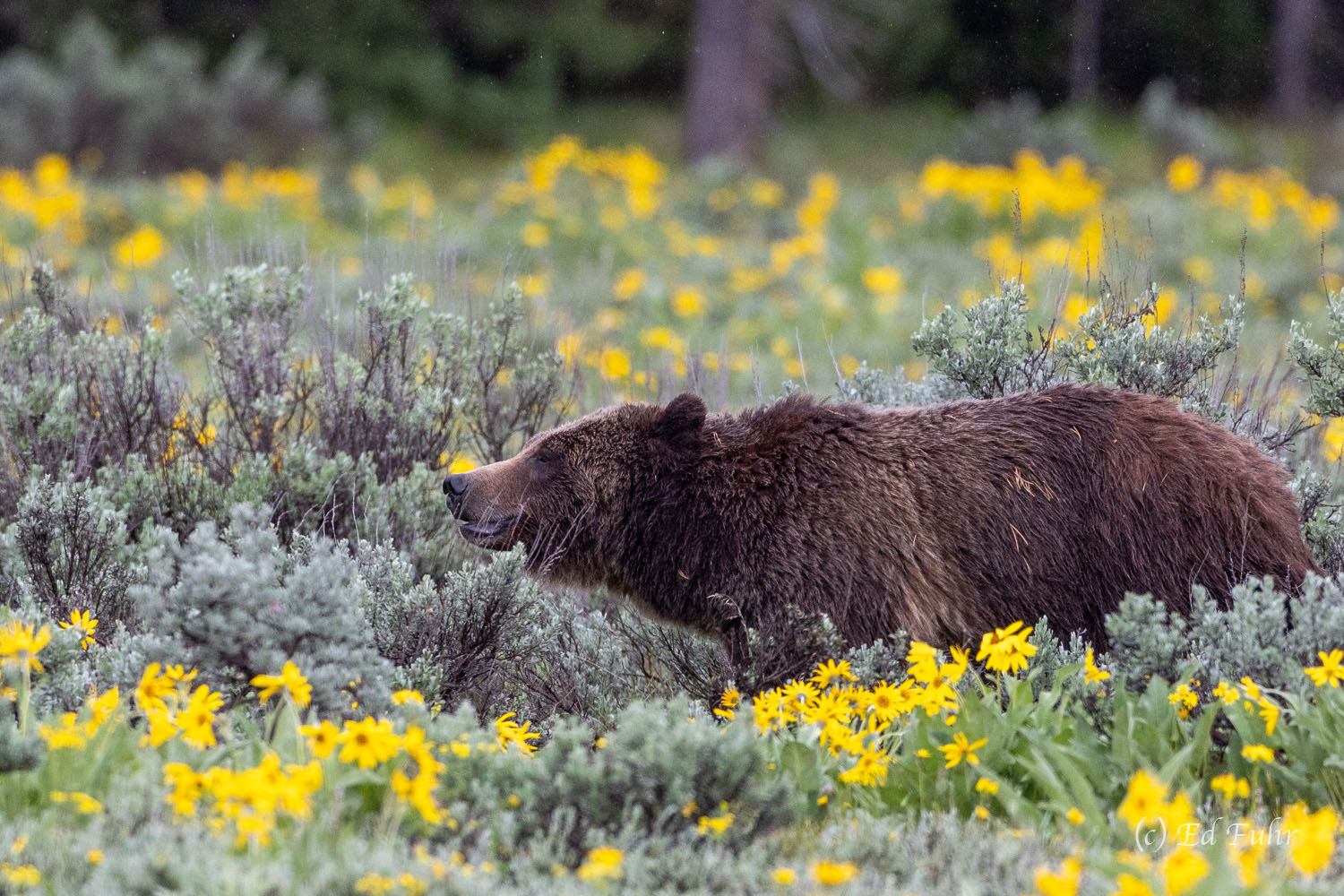 Grizzly 399 stalks with surprising stealth across the meadow.