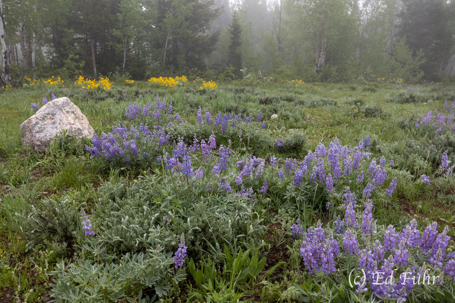 Morning fog provides a soft blanket over this meadow of lupines and wildflowers.