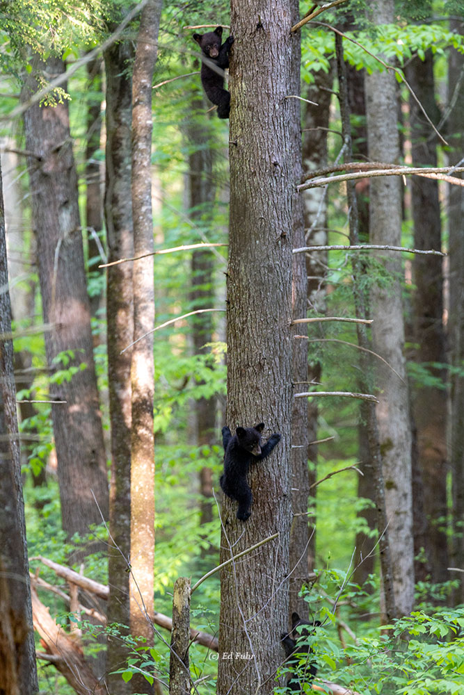 Three bear cubs hide high up in the trees while mom forages nearby.