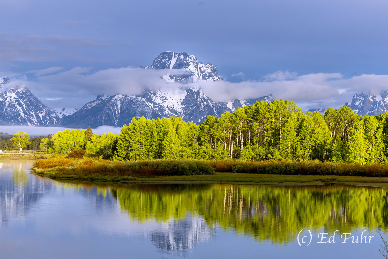 The early green leaves of late spring seem to glow on the aspen grove that lines the western shore of Oxbow Bend.