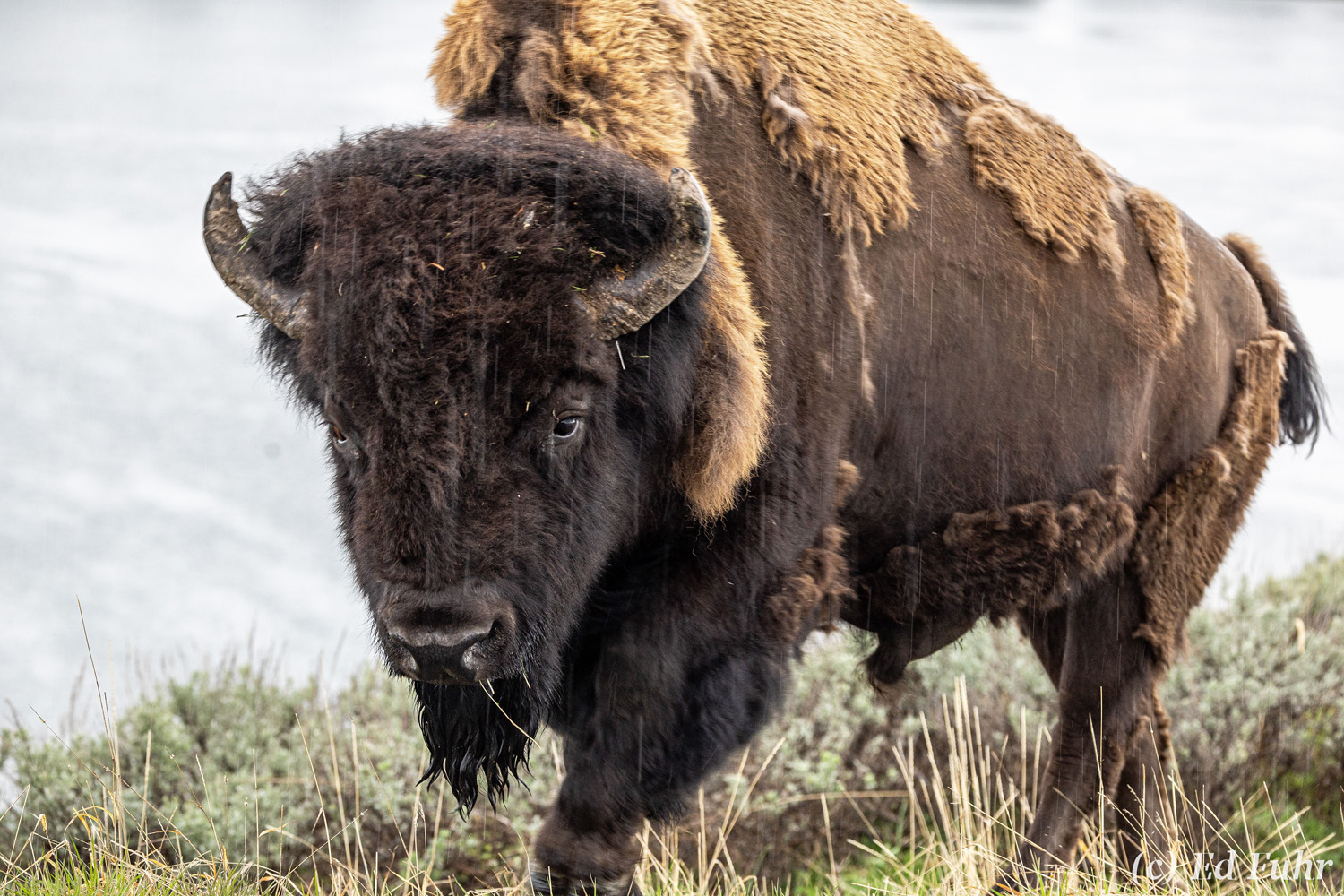 A bison approaches slowly through a gentle spring shower.  The winter has been long and many bison did not survive; often 10%...