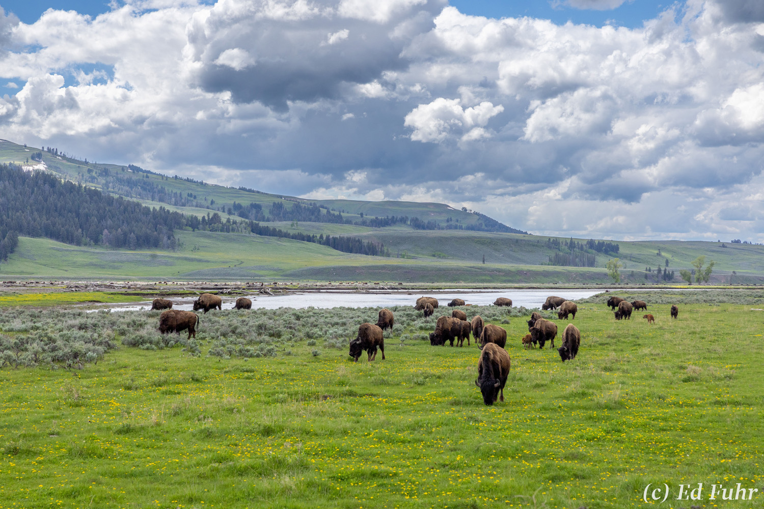 Considered one of the world's best places to view wildlife, the Lamar Valley teems with wildlife from bears, wolves, foxes, to...