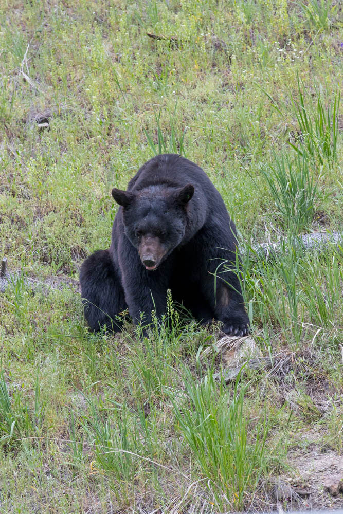 A large male black bear or boar lusts after a female bear just below.  Early summer is the mating season and this bear is in...