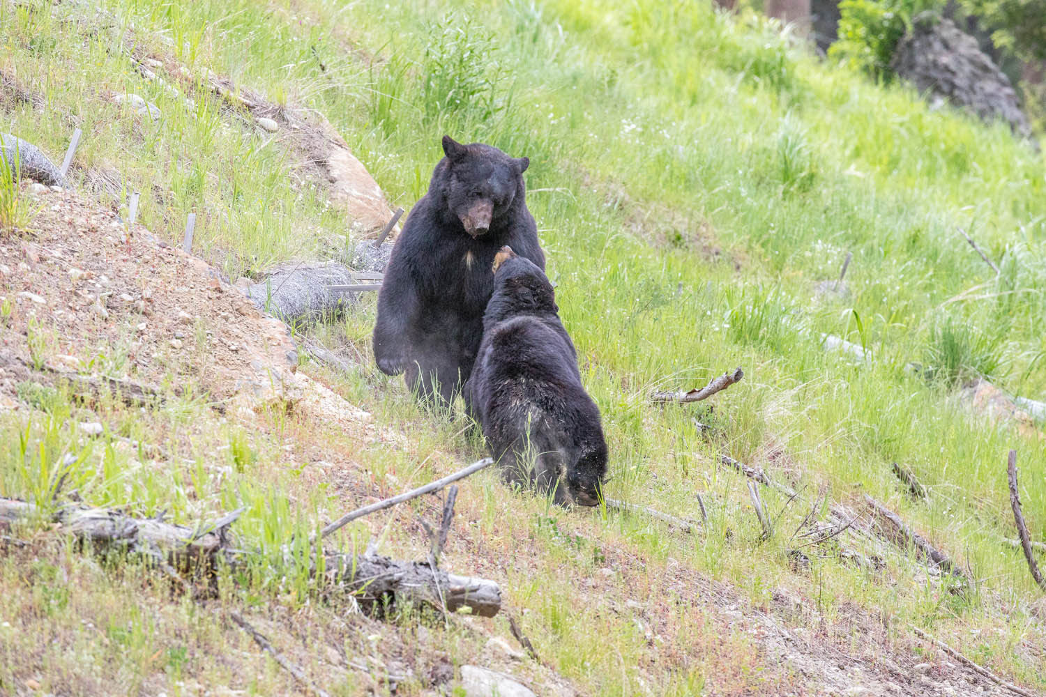 Two very large black bears face off on a hillside in Yellowstone National Park. It may be courtship season but this sow was having...