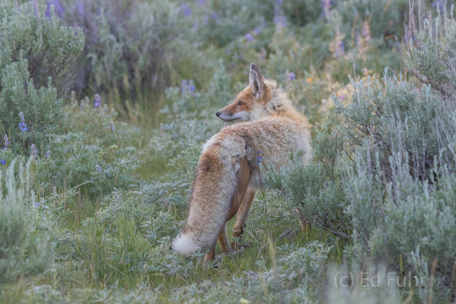 A female fox hunts for food to feed her young kits.