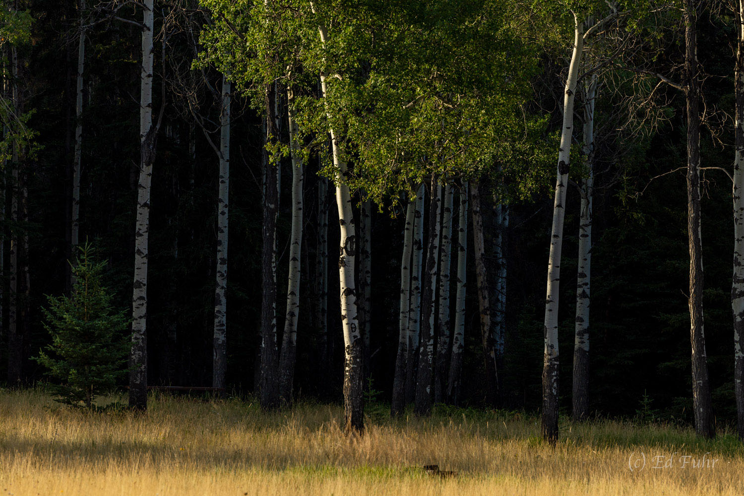 A grove of aspens is home to a solitary pine with a haunting mix of light and dark at this forest's edge.