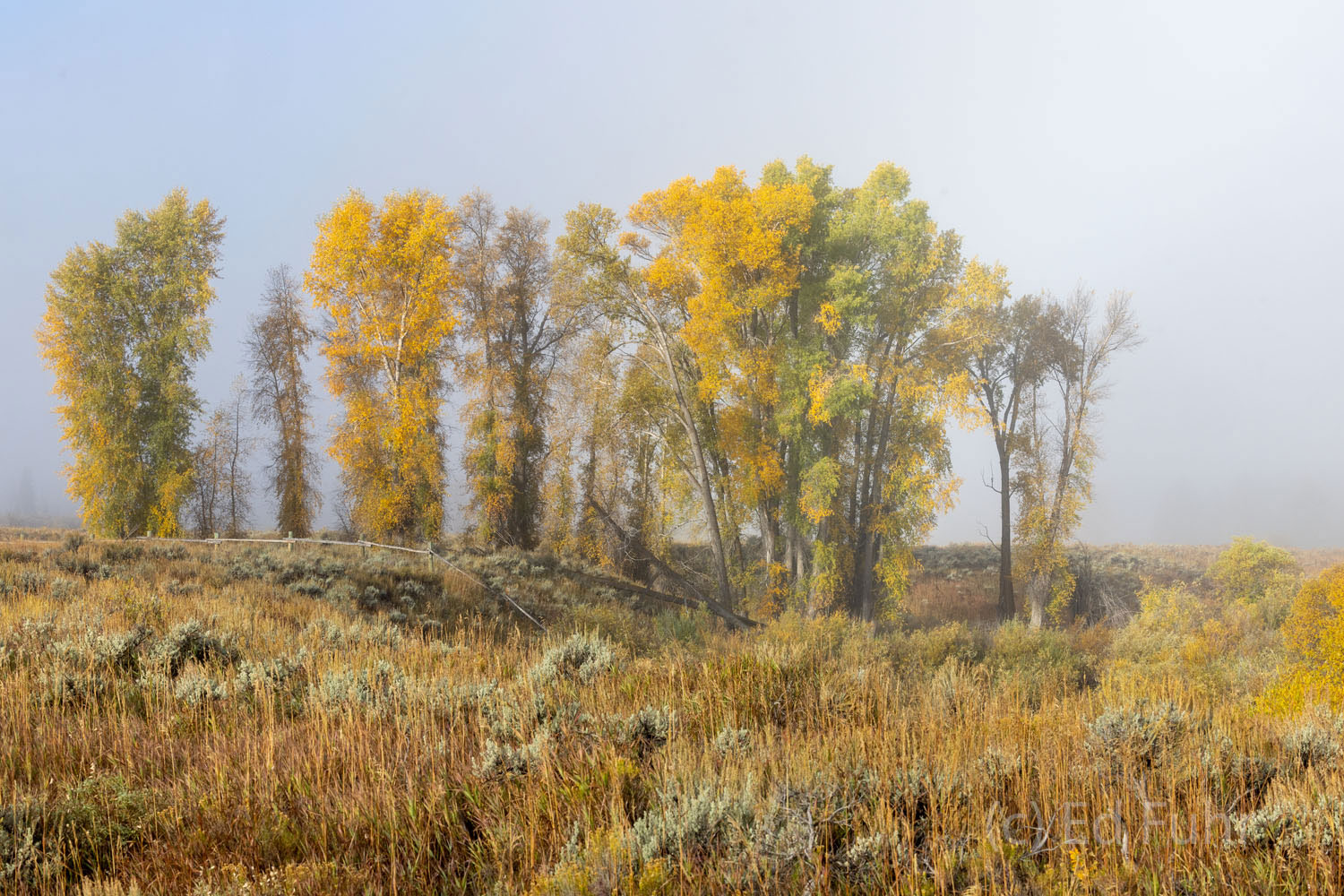 A yellow grove of aspen seems to glow in the sheen of morning fog.