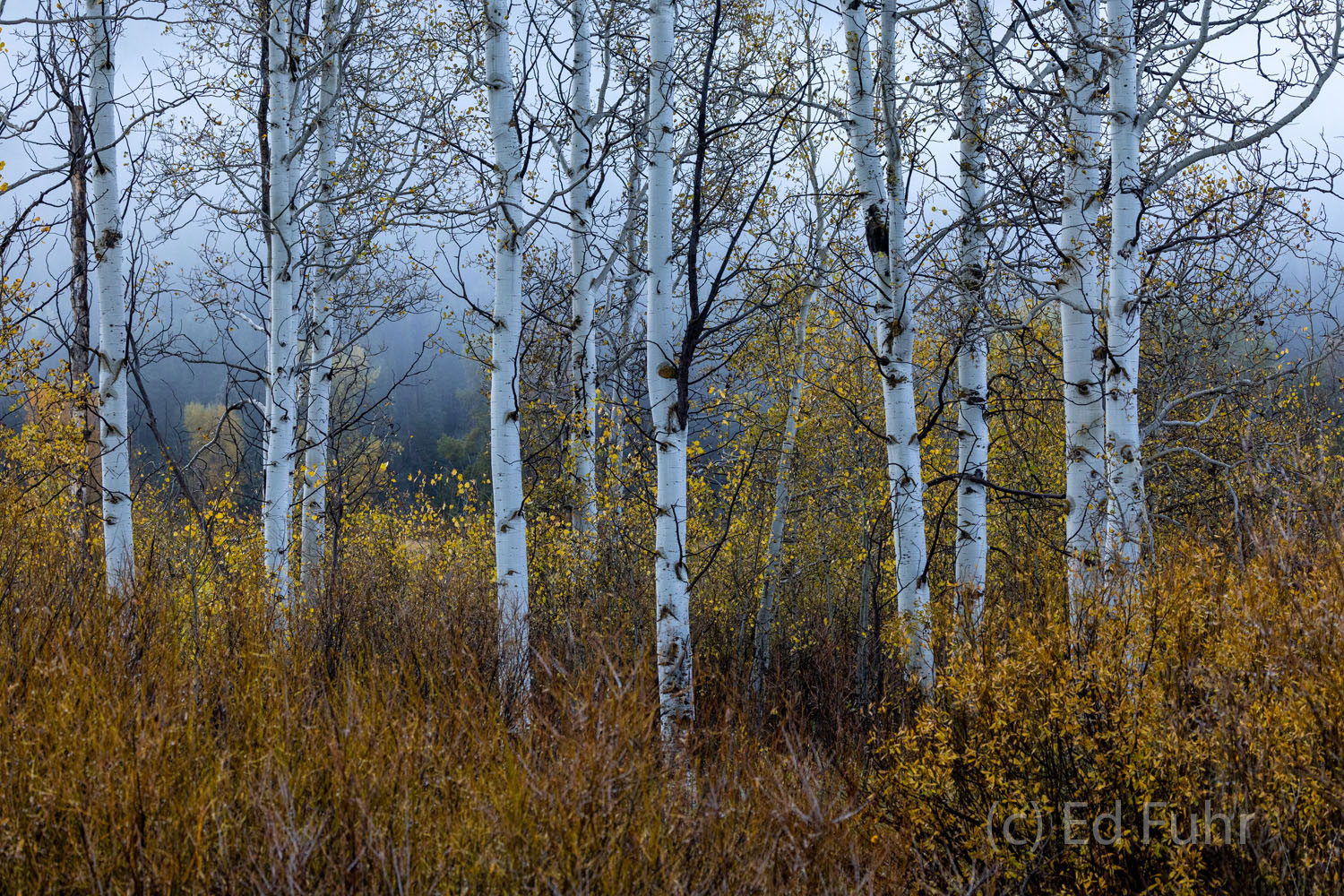 In summer some of the Park's largest predators often emerge with little warning through these small groves of aspen and nearby...