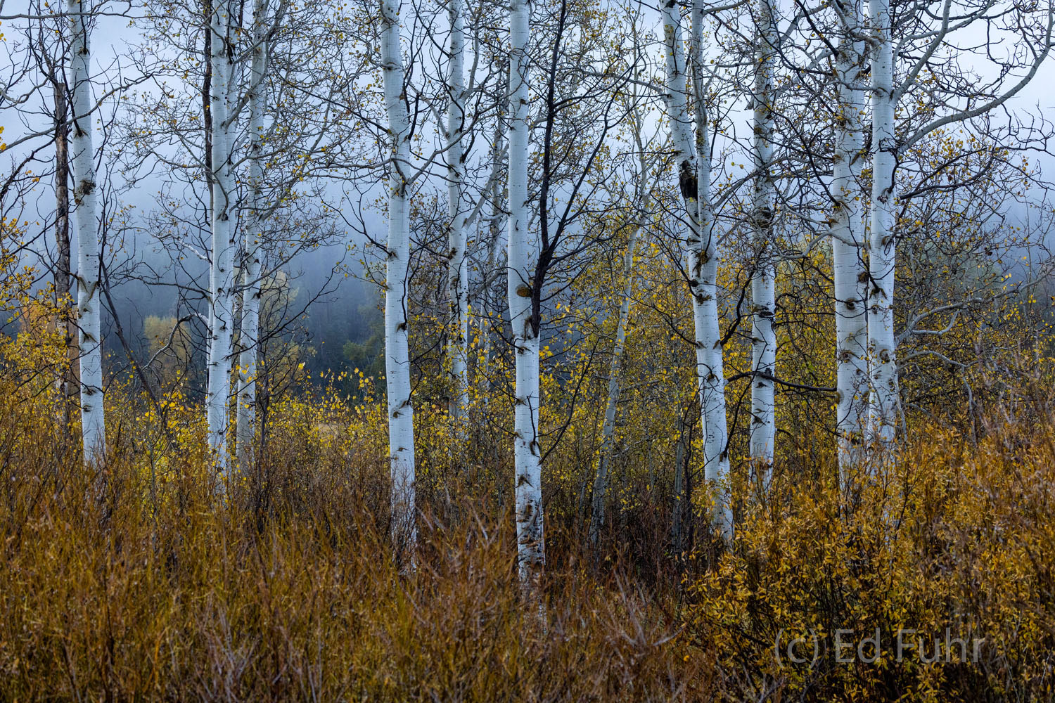 No Standing In summer some of the Park's largest predators often emerge with little warning through these small groves of aspen and nearby...