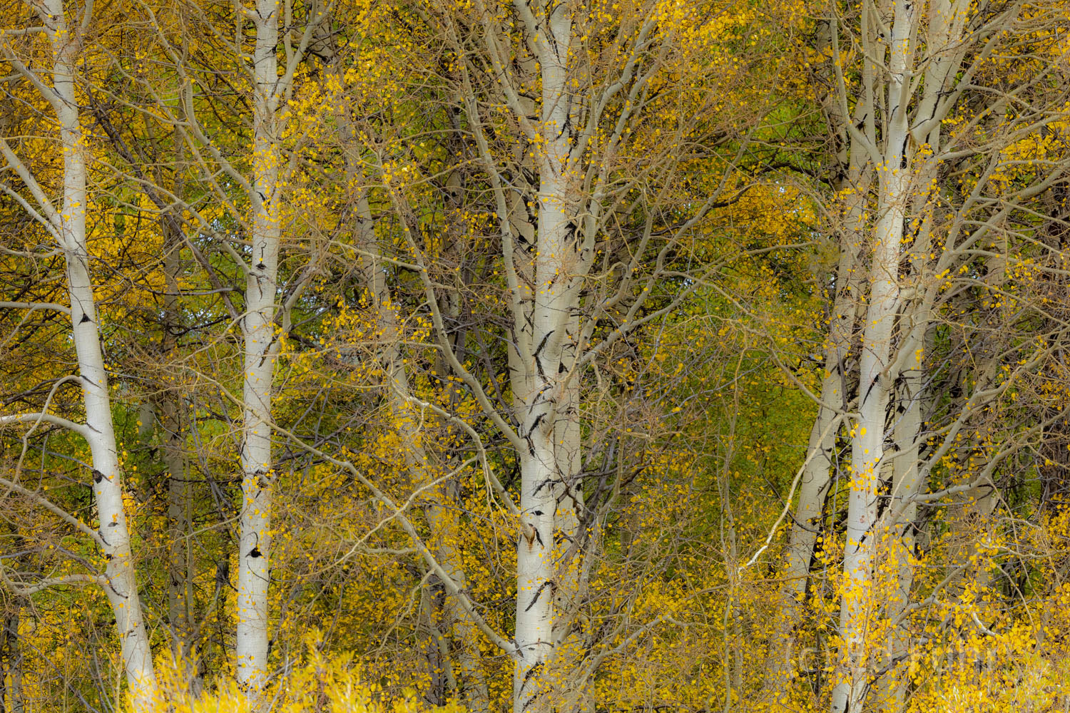 Golden Palette Yellow aspen leaves quake in the wind and fog of late fall.