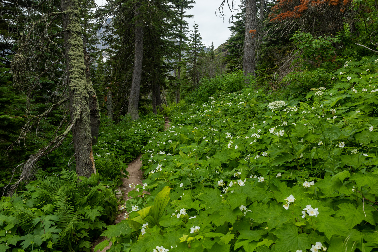 The trail to Grinnell Glacier passes through a thicket of thimbleberry.