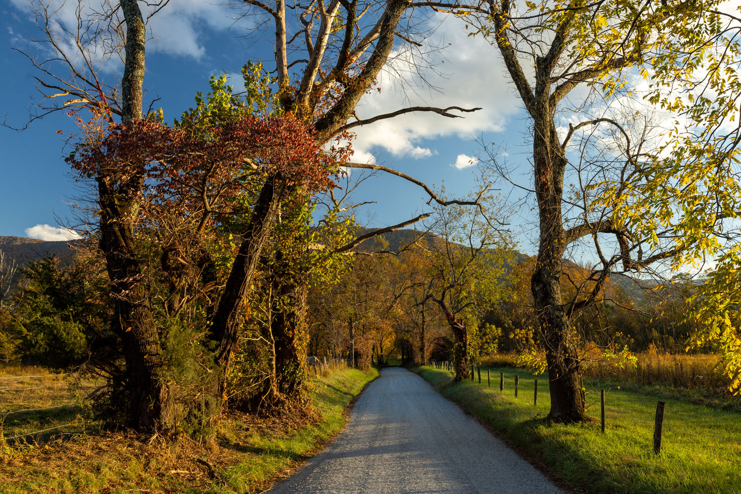 One of my favorite places to explore in Cades Cove, this quiet lane affords some great views, beautiful light, wildlife and even...