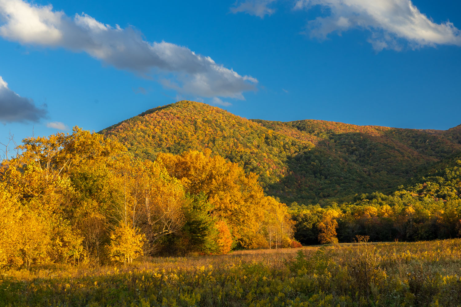 Cades Cove Explosion In late October and late November, autumn's color migration finally reaches the lower Park elevations of Cades Cove, almost a...