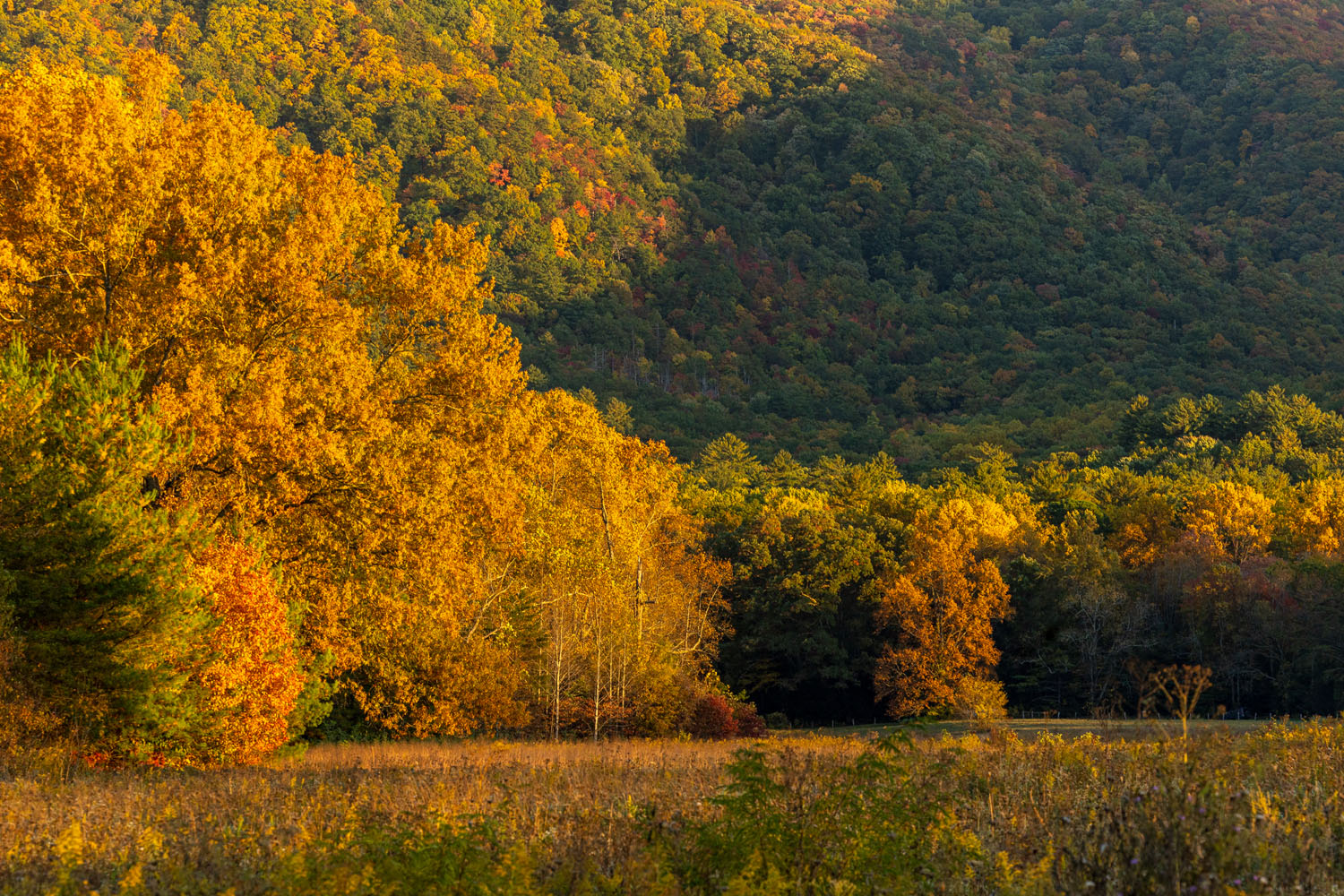 The Cades Cove meadows have turned russet and tans and the surrounding hillsides fairly glow in the evening sun.