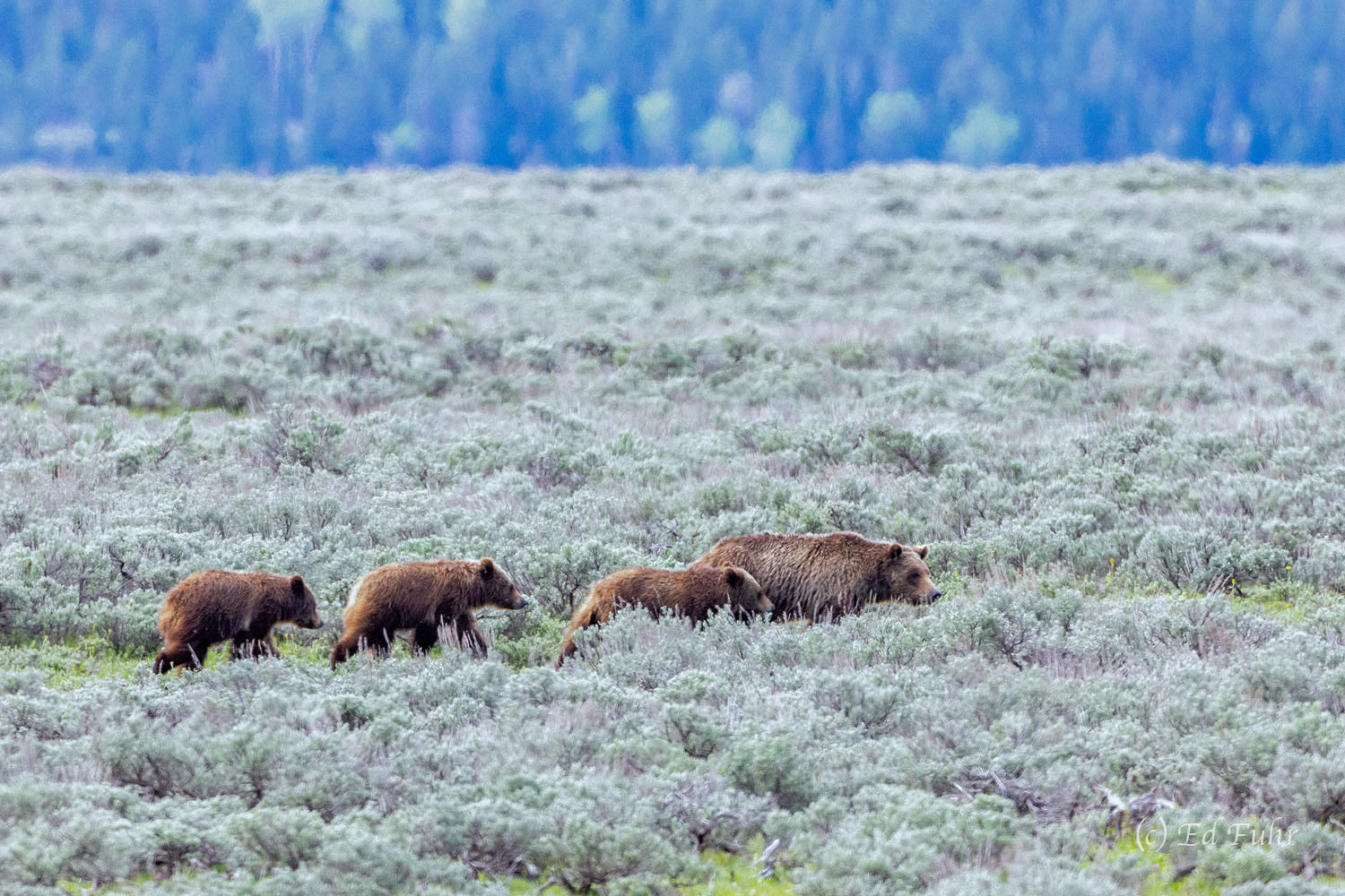 Grizzly 610 leads her family of three cubs across the large open sage flats.
