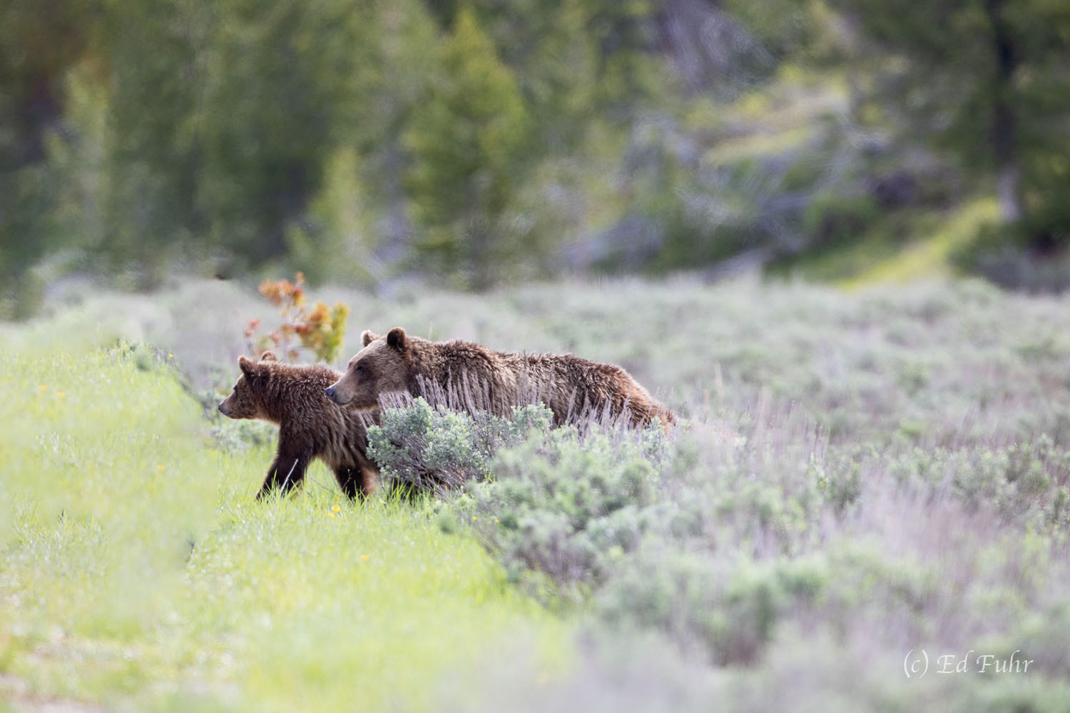 Grizzly 610 and one of her three cubs emerge from the sage flats.