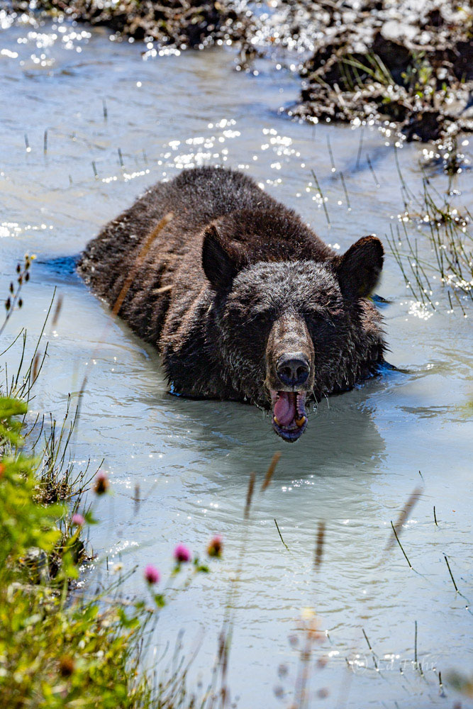 In the nearly 90 degree heat of this late summer day, even bears need to find a way to cool down.