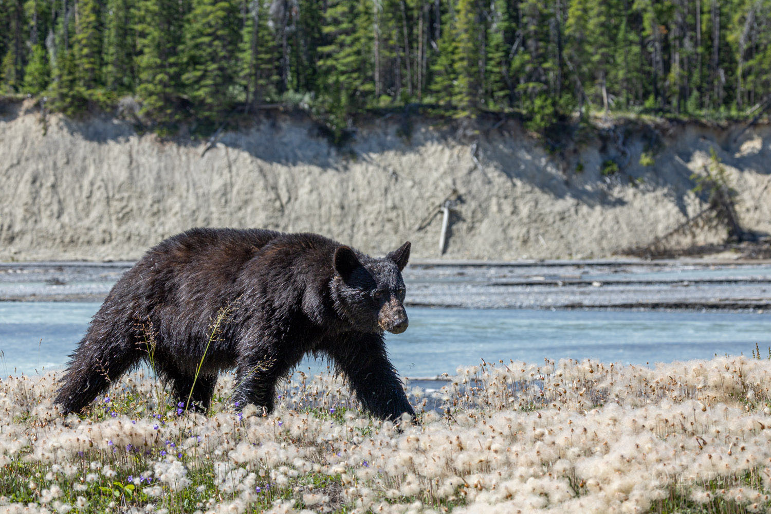 A black bear strolls through late summer blooms along the Icefields Parkway.