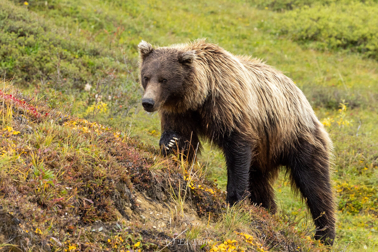 It is late fall and the search for food is relentless.   This large grizzly has been foraging on autumn's last berries and is...