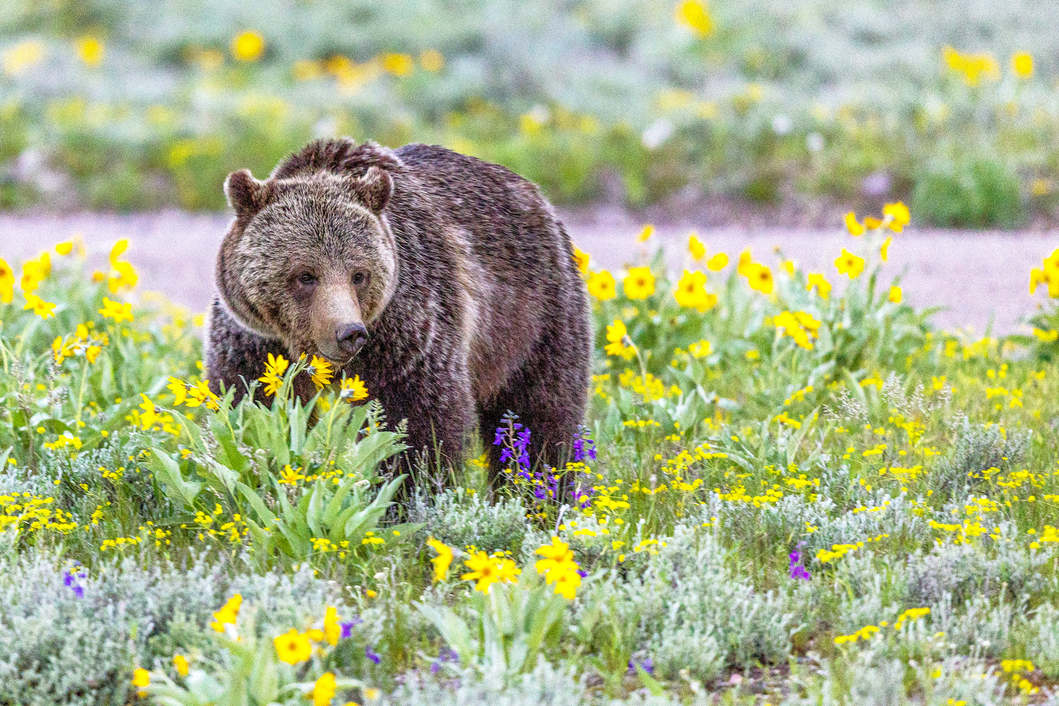 The grizzlies of Grand Teton National Park are stunning in early spring as they graze among the countless flowers that quickly...