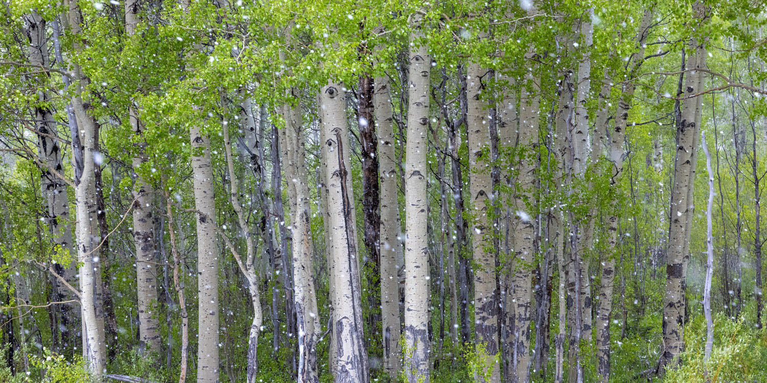 Spring growth on the aspen amidst an early June snow squall.