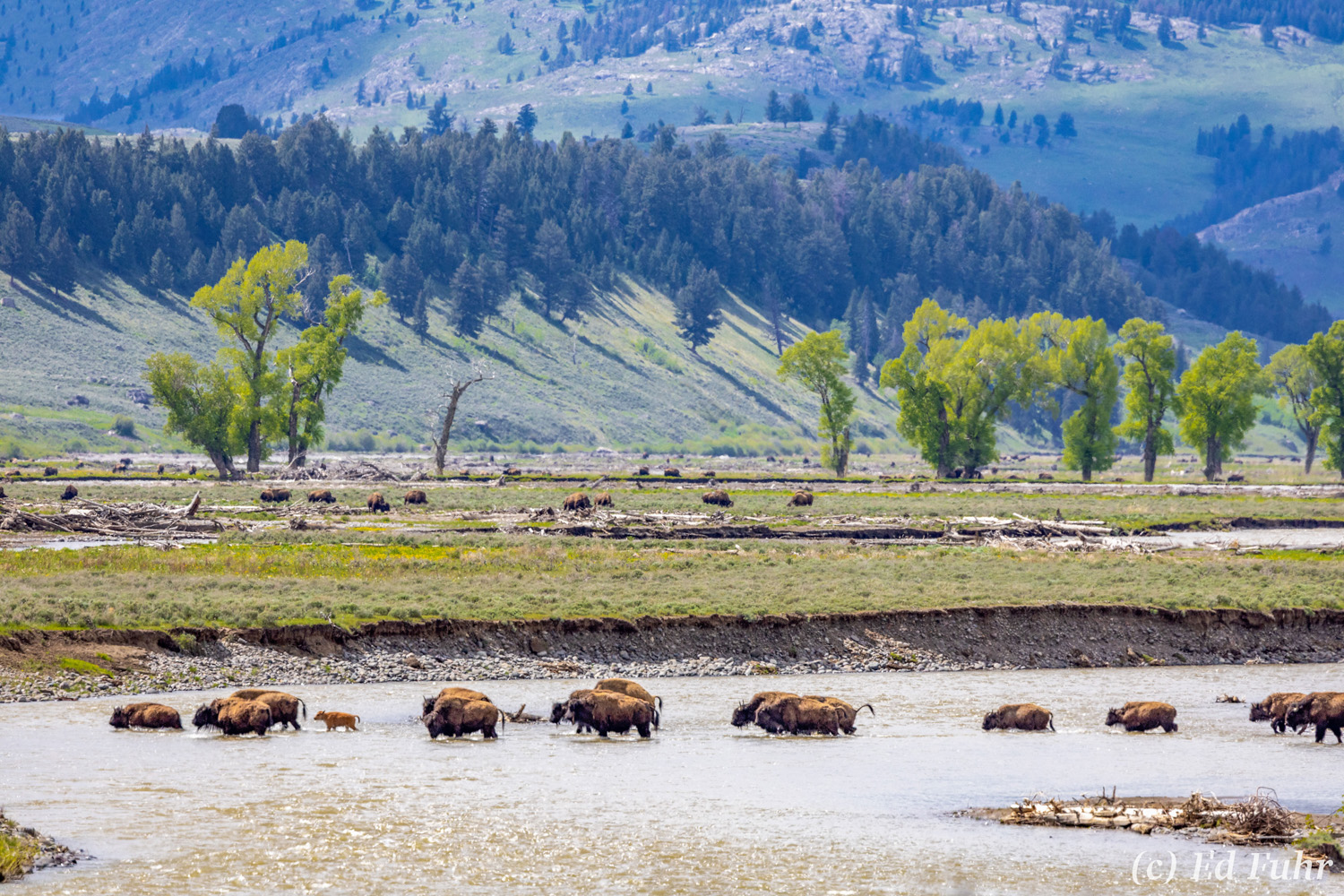 A herd of bison cross a channel as they head for greener meadows.   As summer nears, they will move higher to cooler ground.
