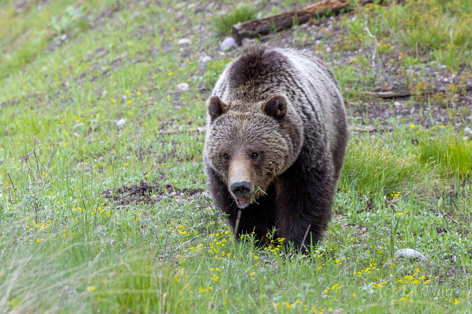 One of the most photogenic bears to have graced Grand Teton National Park, Blondie strolls through a greening meadow in search...