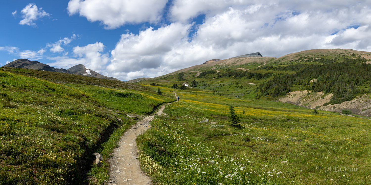 Expansive meadows feature stunning wildflower displays on the way to Big Shovel Pass along the Skyline Trail.