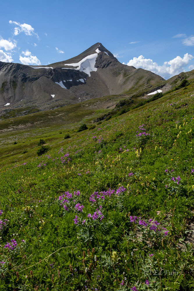 Summer wildflowers emerge in the thin soils below Curator Mountain before leading to Big Shovel Pass.