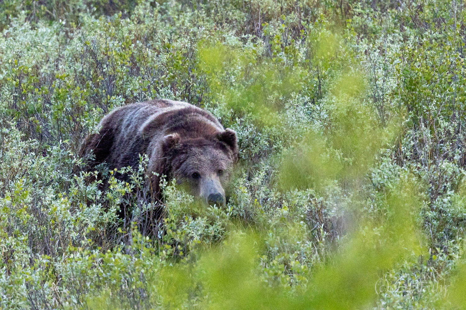 A large and powerful grizzly makes his way with surprising stealth through the willows where he hunts for young elk for his next...