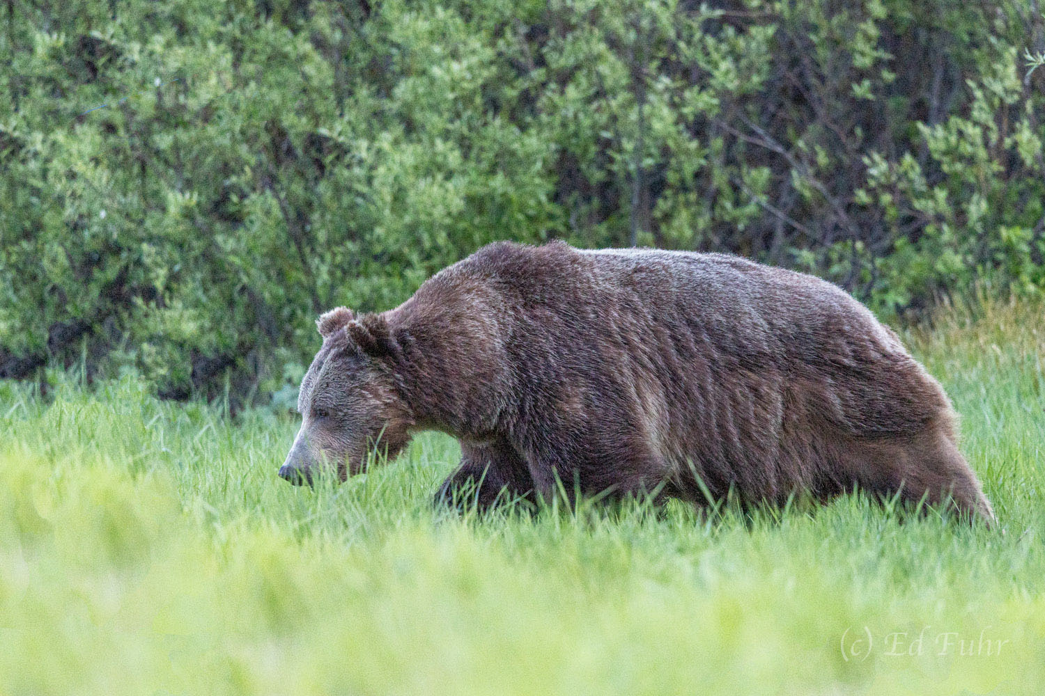 The apex predator in the Grand Teton kingdom, a large grizzly stalks his prey across the willow flats. He has sired many of the...